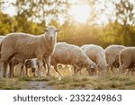 a herd of sheep walks freely on a farm on a sunny day, eco farm concept