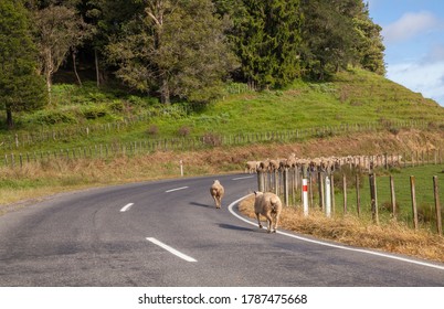 A Herd Of Sheep Wander Down A Curving Country Road In Rural New Zealand