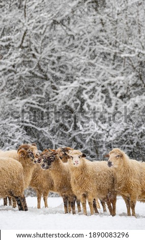 Similar – Das gemeine Winterschaf ll.