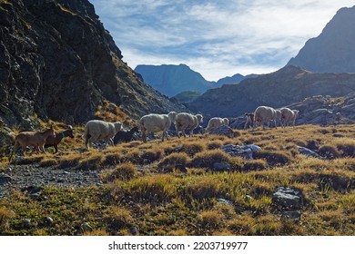 Herd Of Sheeps In Belledonne Moutain Range