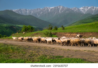 A Herd Of Sheeps In The Mountains. Flock Of Farm Animals Going Back Home From Alpine Pastures. Big Group Moving Rural Countryside Road. Beautiful Nature Landscape, Mountain Range In Background