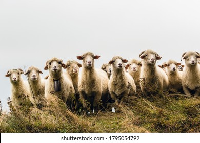 Herd of sheeps in mountains over moody background looking at camera - Shutterstock ID 1795054792