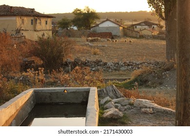 Herd of sheeps in natural habitat, stone watering trough for animals in an abandoned old village with stone houses.  - Powered by Shutterstock