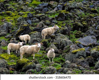 Herd of sheeps on lava fields, Iceland