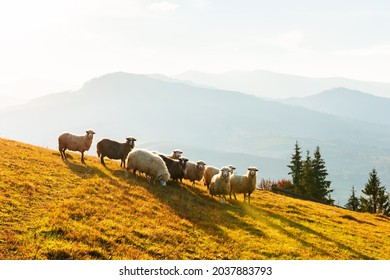Herd of sheeps in sunny autumn mountains. Carpathians, Ukraine, Europe. Landscape photography - Shutterstock ID 2037883793
