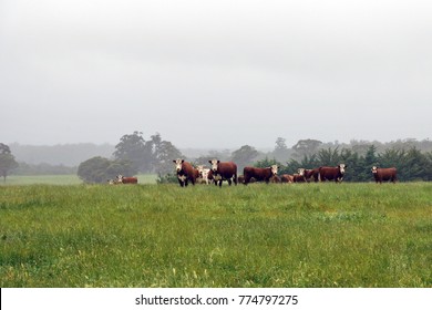 A herd of shy cows grazing on Australian meadows, Australia, November 2017
