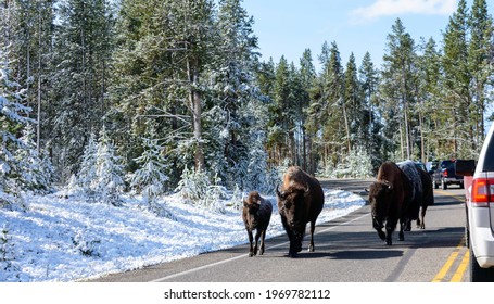 A Herd Of Snow Covered Bison With A Calf Slowly Walk On The Highway Blocking The Vehicle Traffic. Beautiful Cold Scenic Winter Day In Yellowstone National Park