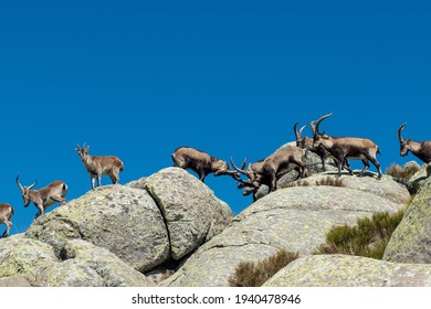 Herd of Spanish ibex (Capra pyrenaica) at rocky mountains