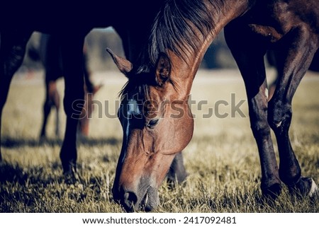 A herd of sporting horses grazing on the field.  Muzzles of grazing horses close-up. Horses grazing in the field. Rural landscape.
