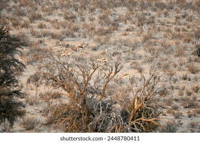 Herd of springbok antelopes graze on an overgrown slope of a sand dune. In a distance - Powered by Shutterstock