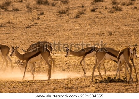 A Herd of Springbok, Antidorcas marsupialis, in a cloud of golden dust, backlit from the early morning sunrise in the Kgalagadi National Park, South Africa
