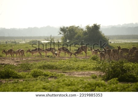 Herd of Sri Lankan axis deer at Wilpaththu National Park, Sri Lanka.