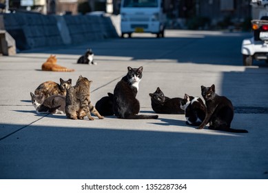 Herd Of Stray Cats In A Fishing Village