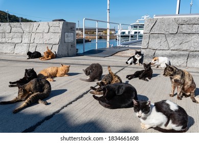 Herd Of Stray Cats In A Fishing Village