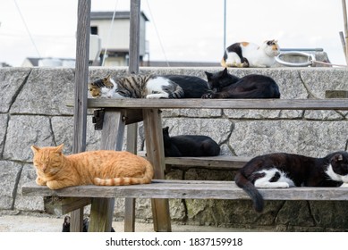 Herd Of Stray Cats In A Fishing Village