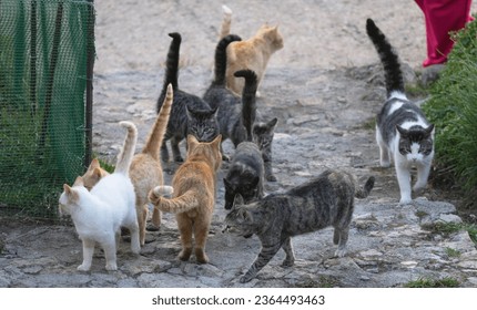 
					A herd of stray cats roam freely in the middle of the street. Cats of different ages and colors looking for food. 