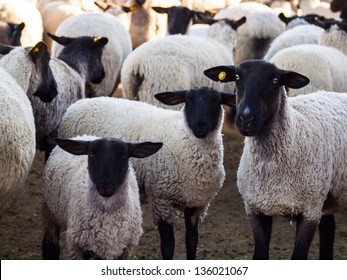 Herd Of Suffolk Sheep On The Midwest Farm.