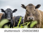 Herd of sustainable cows on a green hill on a farm in Australia. Beautiful cow in a field. Australian Farming landscape with Angus and Murray grey cattle