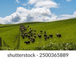 Herd of sustainable cows on a green hill on a farm in Australia. Beautiful cow in a field. Australian Farming landscape with Angus and Murray grey cattle