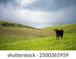 Herd of sustainable cows on a green hill on a farm in Australia. Beautiful cow in a field. Australian Farming landscape with Angus and Murray grey cattle