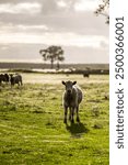 Herd of sustainable cows on a green hill on a farm in Australia. Beautiful cow in a field. Australian Farming landscape with Angus and Murray grey cattle