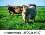 Herd of sustainable cows on a green hill on a farm in Australia. Beautiful cow in a field. Australian Farming landscape with Angus and Murray grey cattle