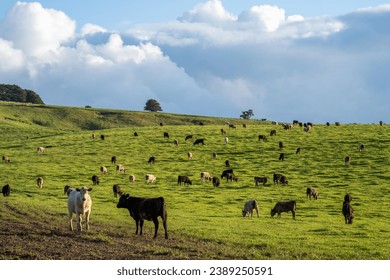 Herd of sustainable cows on a green hill on a farm in Australia. Beautiful cow in a field. Australian Farming landscape with Angus and Murray grey cattle