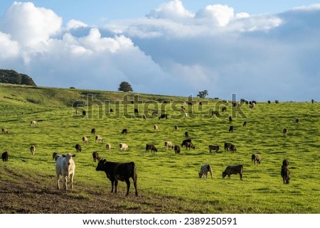 Herd of sustainable cows on a green hill on a farm in Australia. Beautiful cow in a field. Australian Farming landscape with Angus and Murray grey cattle