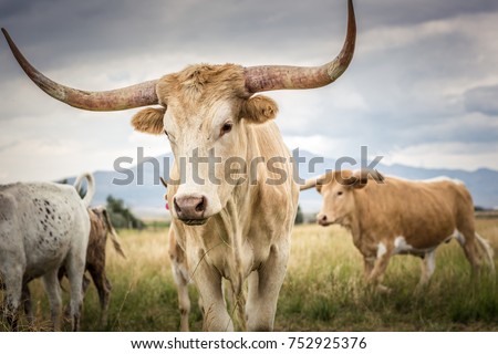 A herd of Texas Longhorn cattle in the open range country of Idaho during summer