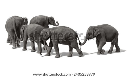 A herd of Thai elephants holding each other's tails with their trunks, walking in a line adorably, isolated on a white background.