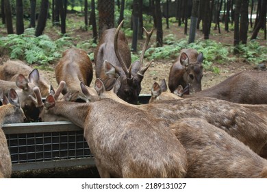 A Herd Of Timor Deer Eating Food In The Morning