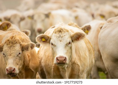 A Herd Of Uckermark Cattle