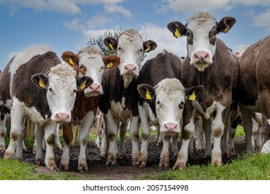 A Herd Of Very Inquisitive Cows, County Laois