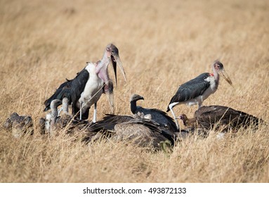 Herd of vultures and marabou with crosses on african savannah - Shutterstock ID 493872133