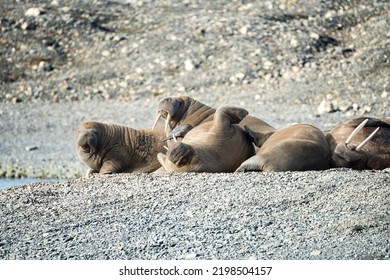 A Herd Of Walrus, Relaxing On The Beach, Svalbard And Spitsbergen