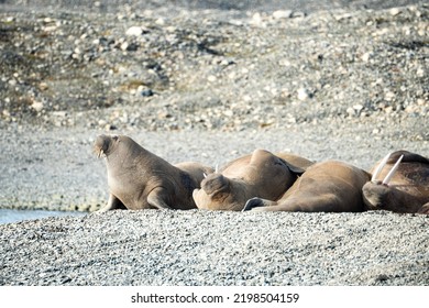 A Herd Of Walrus, Relaxing On The Beach, Svalbard And Spitsbergen