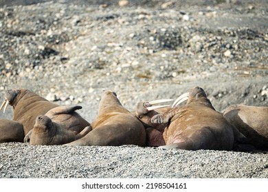 A Herd Of Walrus, Relaxing On The Beach, Svalbard And Spitsbergen