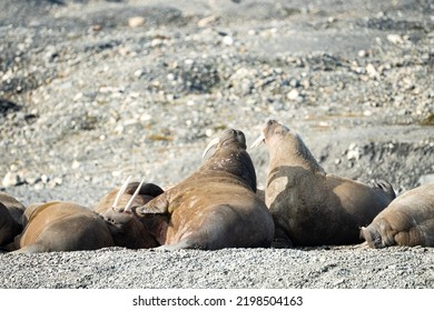 A Herd Of Walrus, Relaxing On The Beach, Svalbard And Spitsbergen