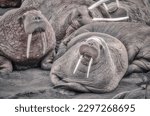 A herd of Walruses (Odobenus) on the seashore in Alaska, Aleutian Archipelago