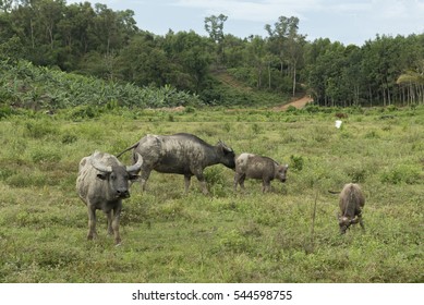 A herd of water buffalo enjoying green grass