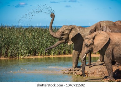 Elephant’s Herd At Water Hole, South Africa