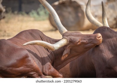 Herd Of Watusi (ankole) Lying On The Sand