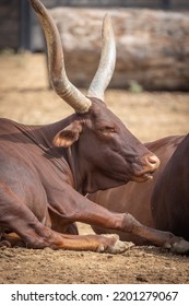 Herd Of Watusi (ankole) Lying On The Sand