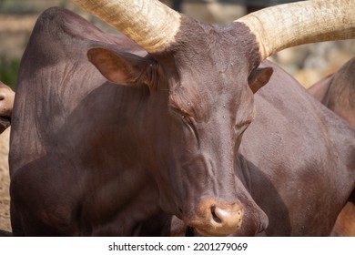 Herd Of Watusi (ankole) Lying On The Sand