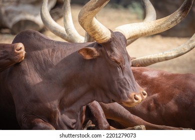 Herd Of Watusi (ankole) Lying On The Sand