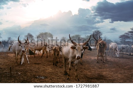 Herd of white Ankole Watusi cows grazing on pasture of Mundari tribe village against cloudy sunset sky in South Sudan, Africa