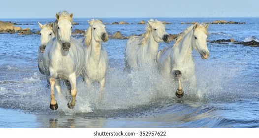 Herd of White Camargue Horses galloping on the water . Parc Regional de Camargue - Provence, France 