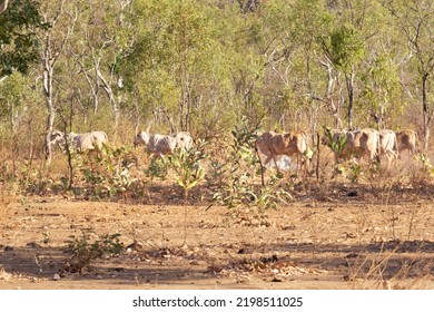 Herd Of White Cattle In The Australian Bush In The Northern Territory, Australia