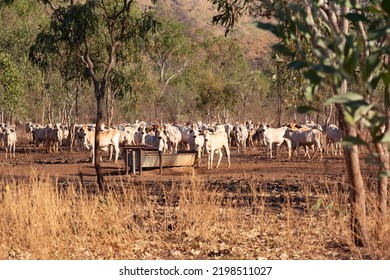 Herd of white cattle in the australian bush in the Northern Territory, Australia - Shutterstock ID 2198511027