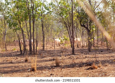 Herd Of White Cattle In The Australian Bush In The Northern Territory, Australia